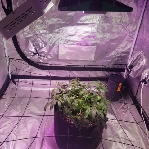Jealousy  #1 growlog timeline photo
