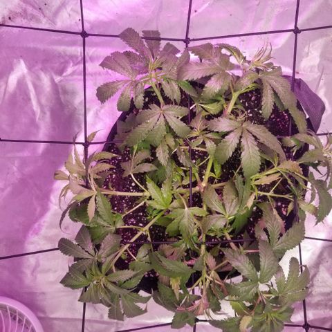 Jealousy  #1 growlog timeline photo