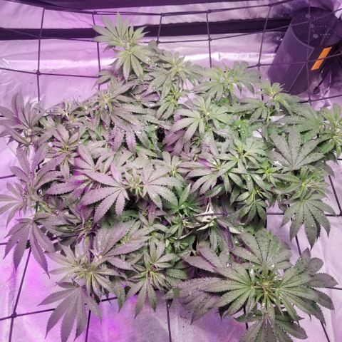 Jealousy  #1 growlog timeline photo