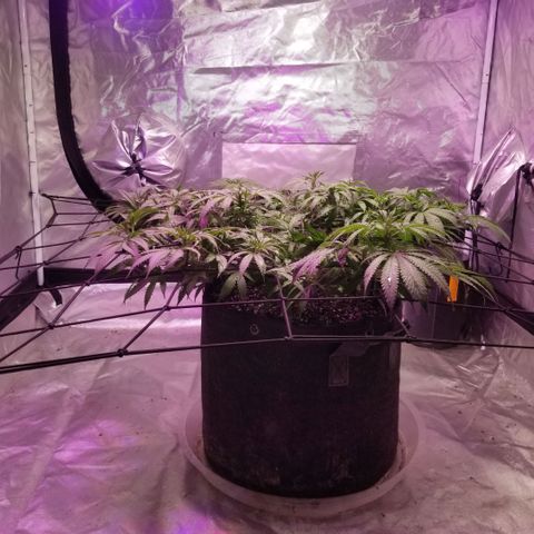 Jealousy  #1 growlog timeline photo