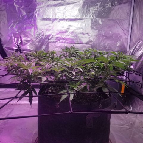 Jealousy  #1 growlog timeline photo