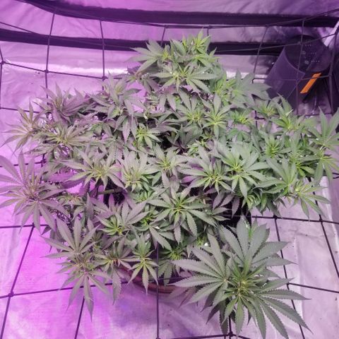 Jealousy  #1 growlog timeline photo