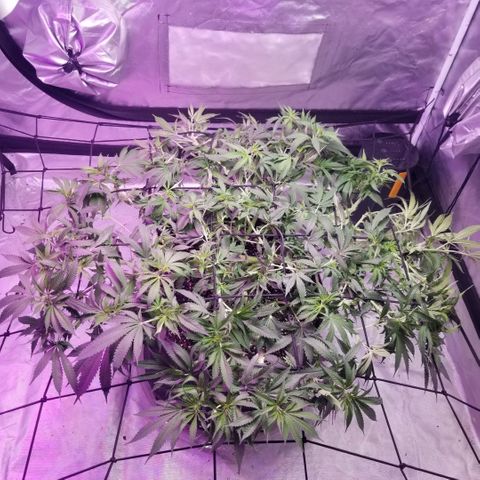Jealousy  #1 growlog timeline photo
