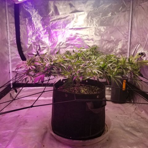 Jealousy  #1 growlog timeline photo