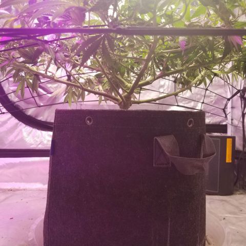 Jealousy  #1 growlog timeline photo