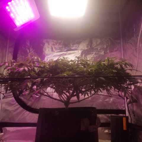 Jealousy  #1 growlog timeline photo