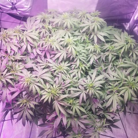 Jealousy  #1 growlog timeline photo