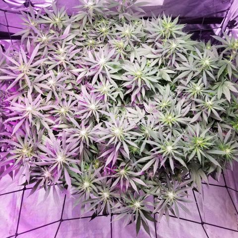 Jealousy  #1 growlog timeline photo
