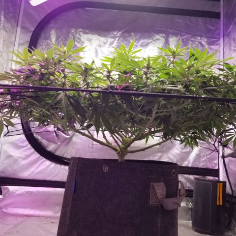 Jealousy  #1 growlog timeline photo