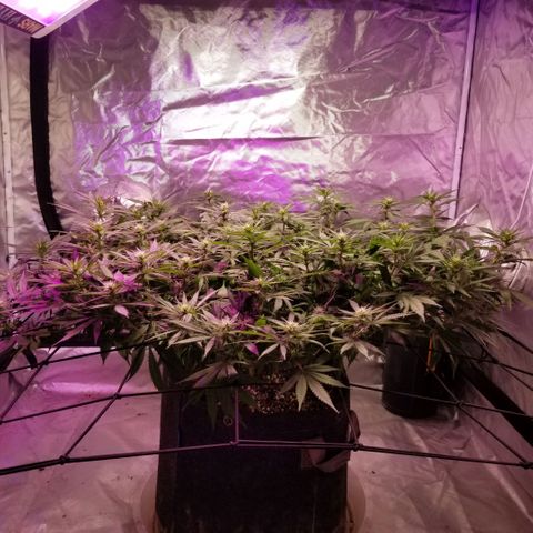 Jealousy  #1 growlog timeline photo