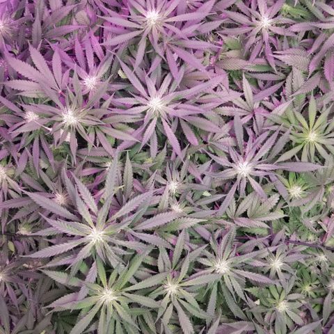 Jealousy  #1 growlog timeline photo