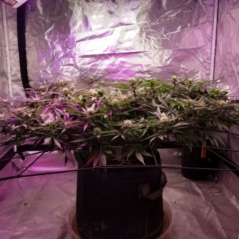 Jealousy  #1 growlog timeline photo