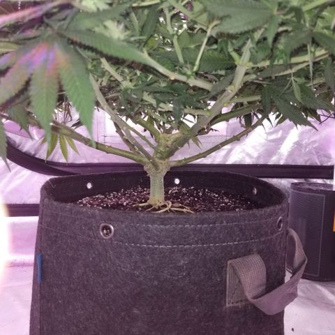 Jealousy  #1 growlog timeline photo