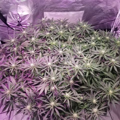 Jealousy  #1 growlog timeline photo
