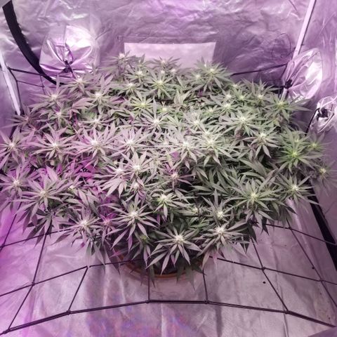 Jealousy  #1 growlog timeline photo