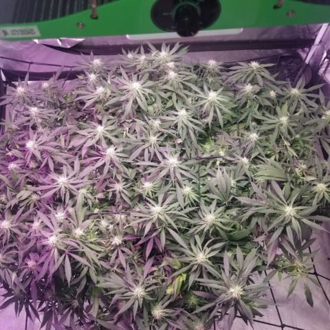 Jealousy  #1 growlog timeline photo