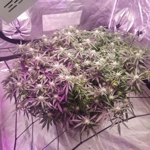 Jealousy  #1 growlog timeline photo