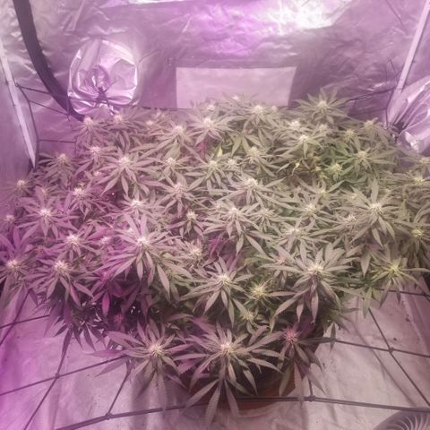 Jealousy  #1 growlog timeline photo