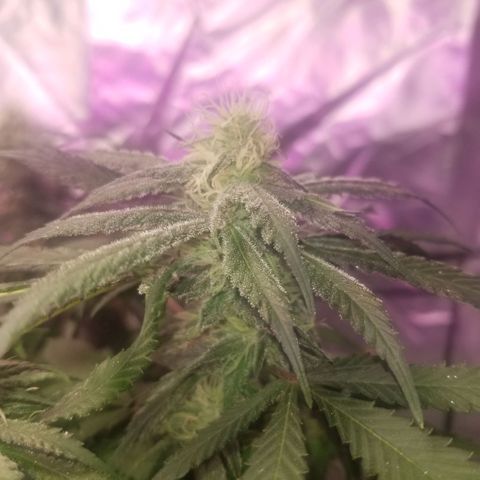 Jealousy  #1 growlog timeline photo