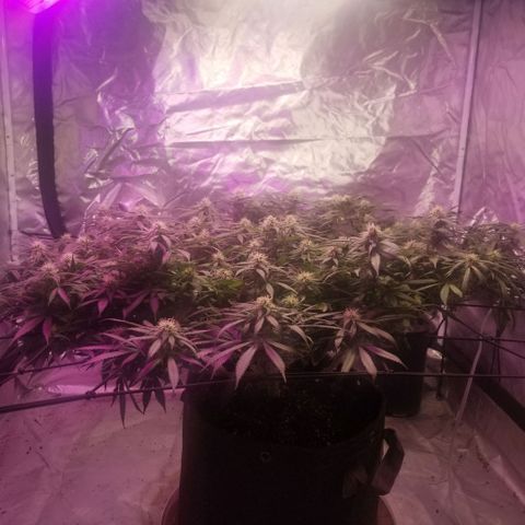 Jealousy  #1 growlog timeline photo