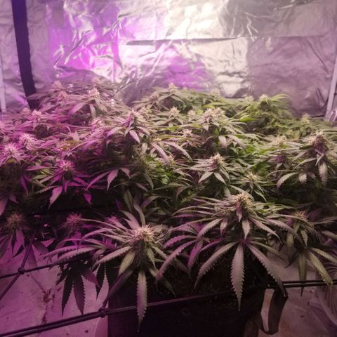 Jealousy  #1 growlog timeline photo