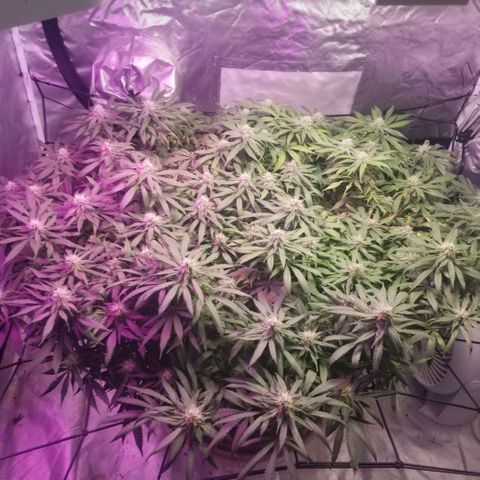 Jealousy  #1 growlog timeline photo
