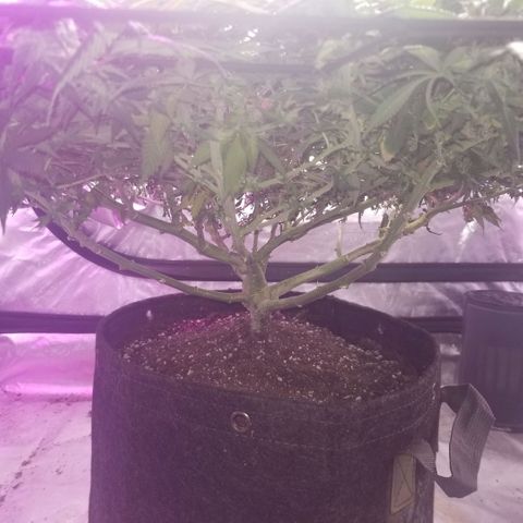 Jealousy  #1 growlog timeline photo