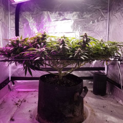 Jealousy  #1 growlog timeline photo