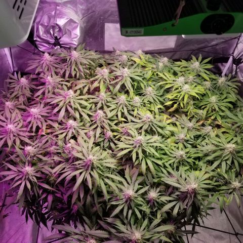 Jealousy  #1 growlog timeline photo