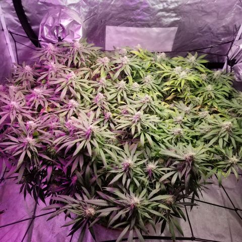 Jealousy  #1 growlog timeline photo