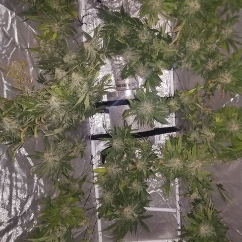 Jealousy  #1 growlog timeline photo