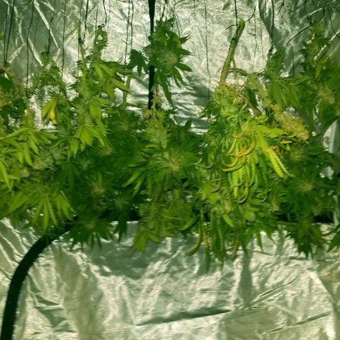 Jealousy  #1 growlog timeline photo