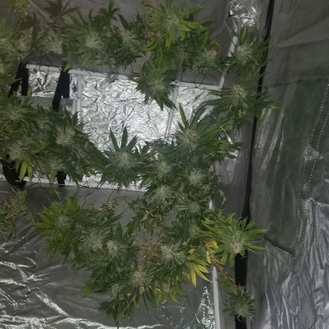 Jealousy  #1 growlog timeline photo