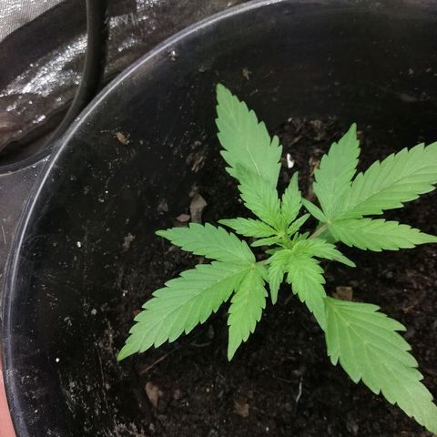 Callyberry growlog timeline photo