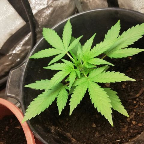 Callyberry growlog timeline photo