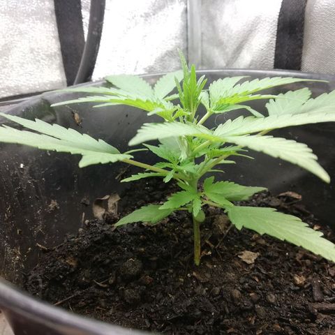 Callyberry growlog timeline photo
