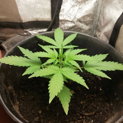 Callyberry growlog timeline photo