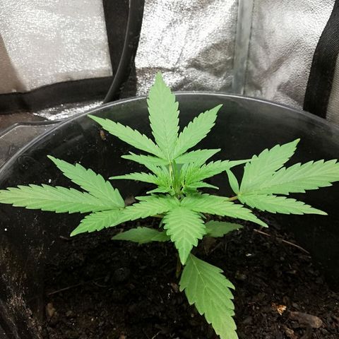Callyberry growlog timeline photo
