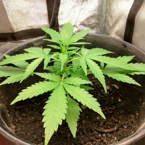 Callyberry growlog timeline photo
