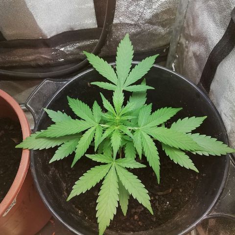 Callyberry growlog timeline photo