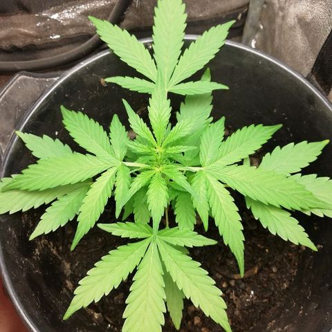 Callyberry growlog timeline photo