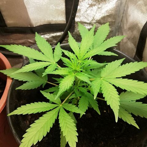 Callyberry growlog timeline photo