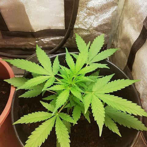 Callyberry growlog timeline photo
