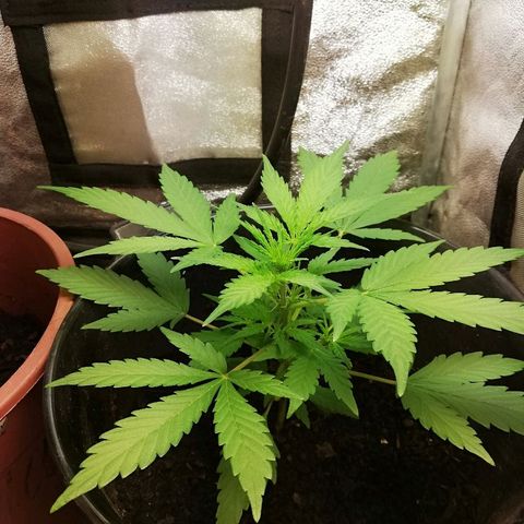 Callyberry growlog timeline photo