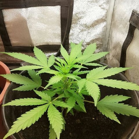 Callyberry growlog timeline photo