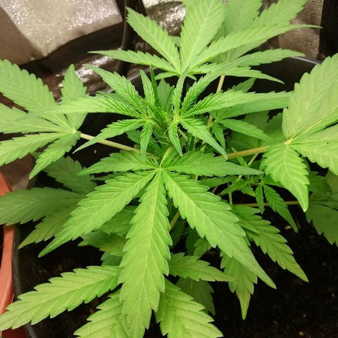 Callyberry growlog timeline photo