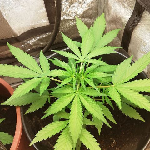 Callyberry growlog timeline photo