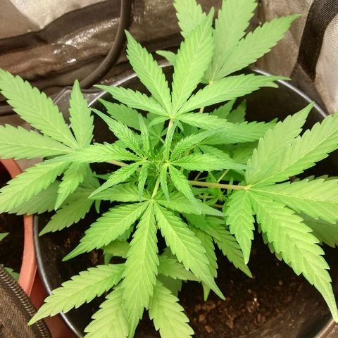 Callyberry growlog timeline photo