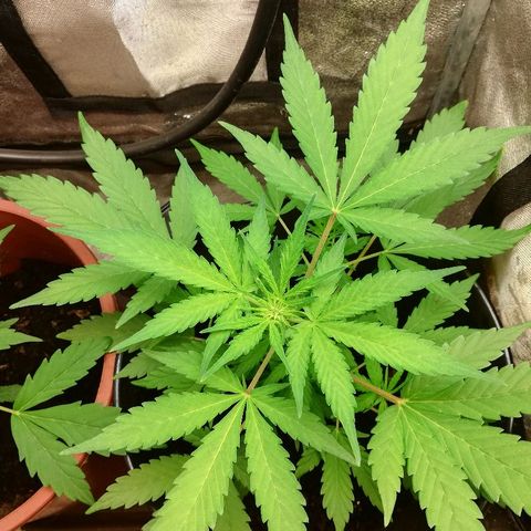 Callyberry growlog timeline photo