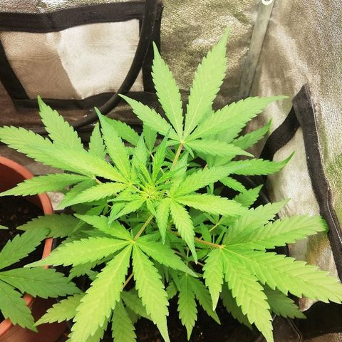 Callyberry growlog timeline photo